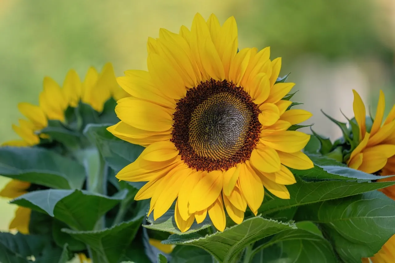 Vibrant Sunflower Blooms Under Summer Sun
