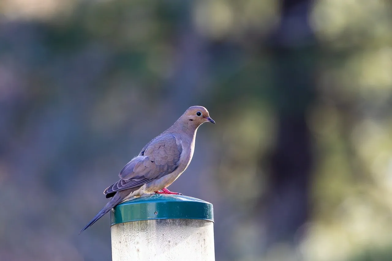 Serene Dove Perched: Nature's Gentle Elegance