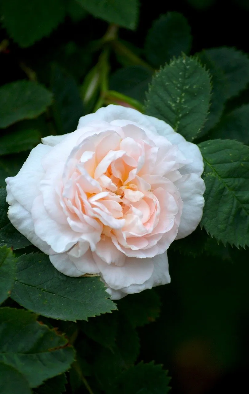 Stunning White Rose Blossom: Nature's Delicate Beauty
