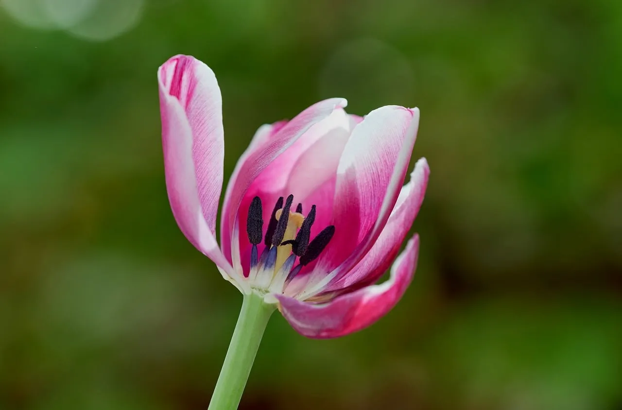 Vibrant Pink Tulip Unveiled: A Spring Macro Masterpiece