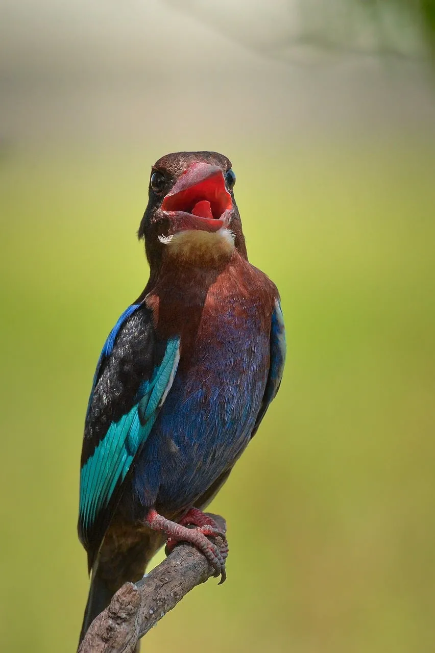 Vibrant Kingfisher's Call: Nature's Colorful Symphony