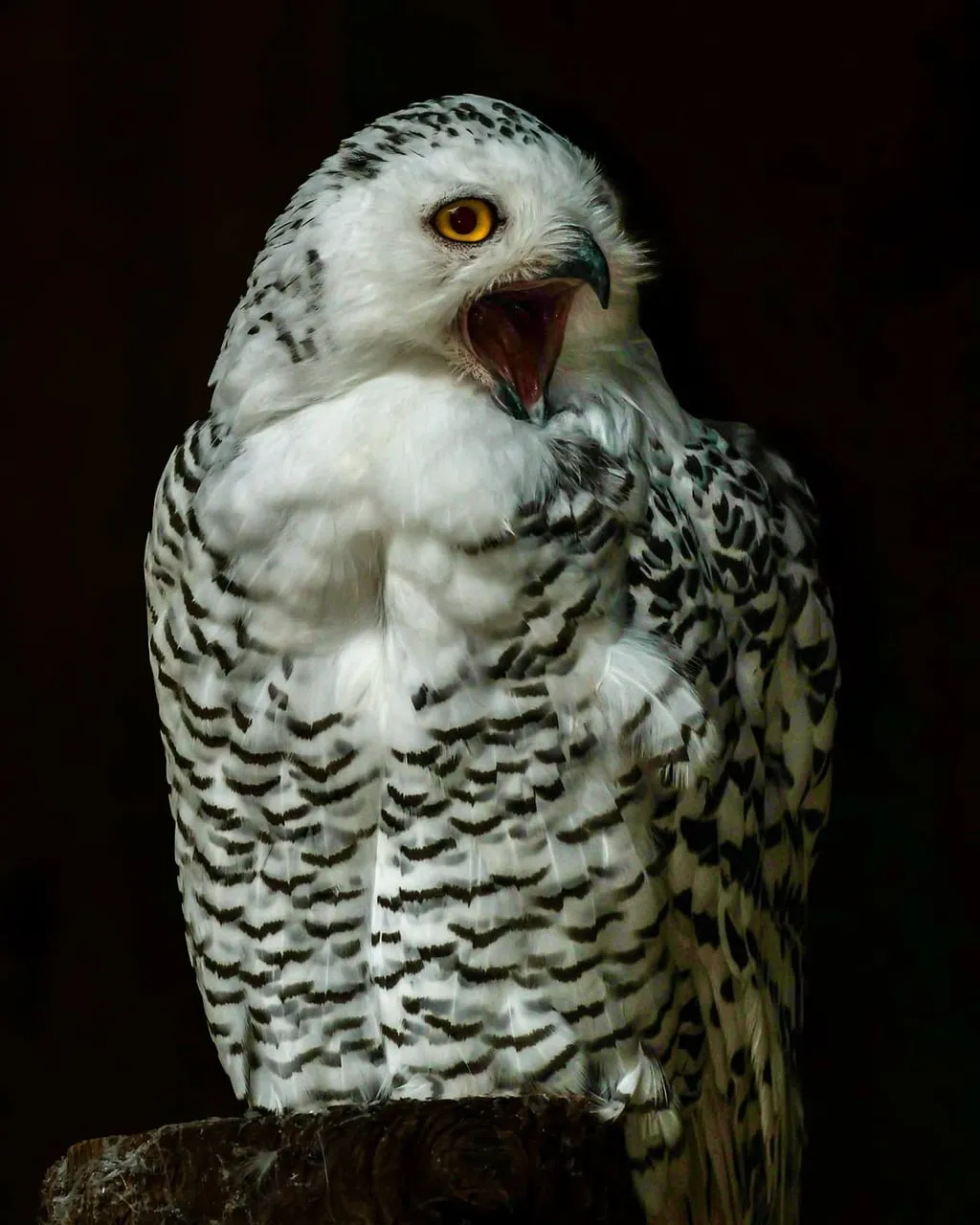 Majestic Screech: Captivating Snowy Owl Portrait