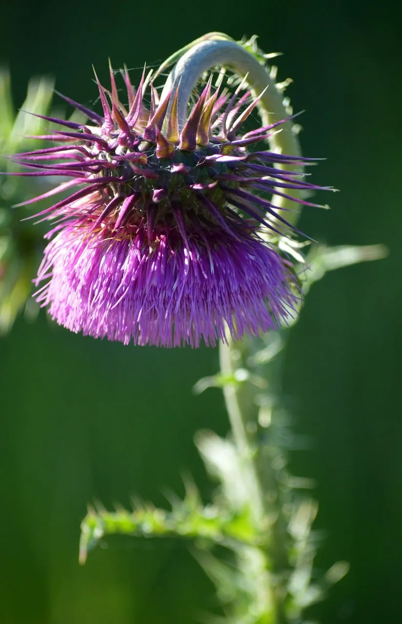 Vibrant Thistle Bloom: A Wild Summer Meadow Delight