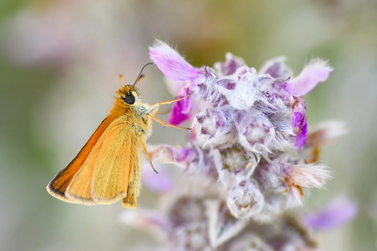 Vibrant Orange Butterfly Pollinating Lamb's Ear Flower in Spring