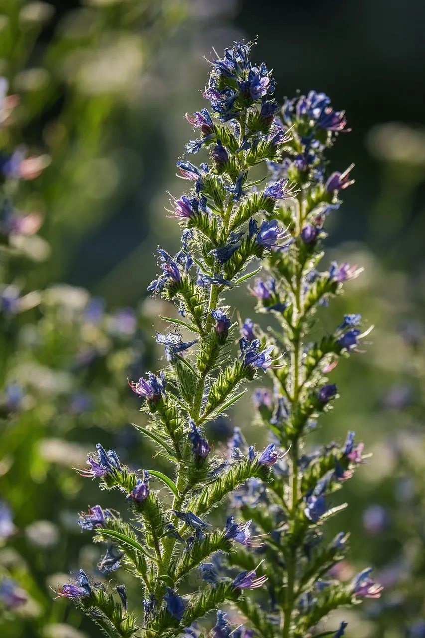 Vibrant Violet Blooms: Nature's Delicate Purple Masterpiece