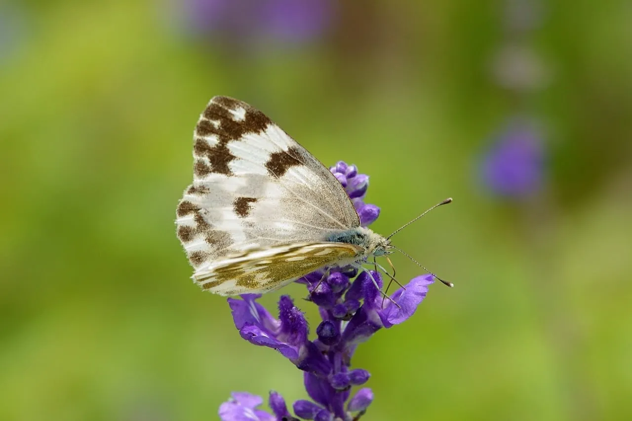Vibrant Butterfly on Purple Bloom: Nature's Delicate Dance
