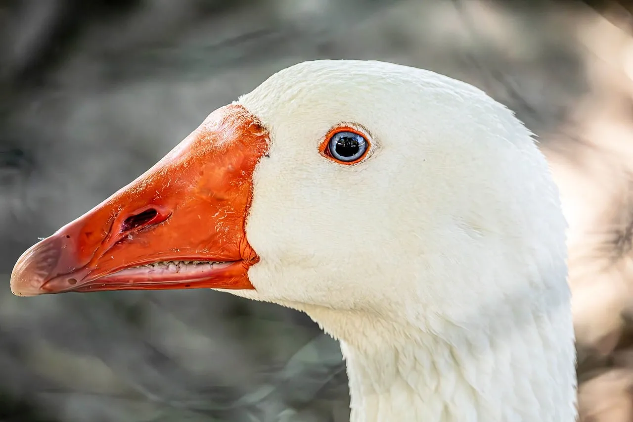 Striking White Goose Portrait: Nature's Elegance Up Close