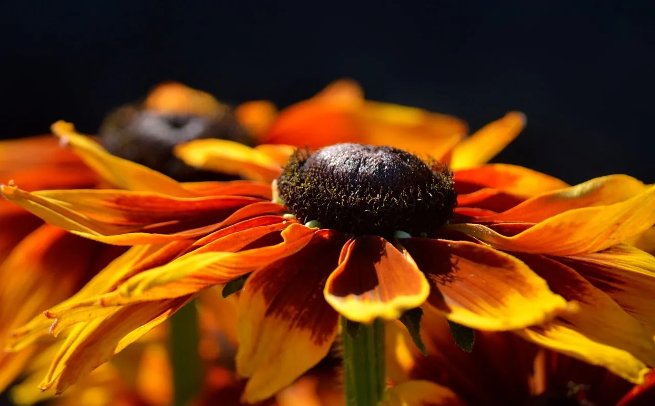Vibrant Summer Rudbeckia: A Close-Up Floral Masterpiece