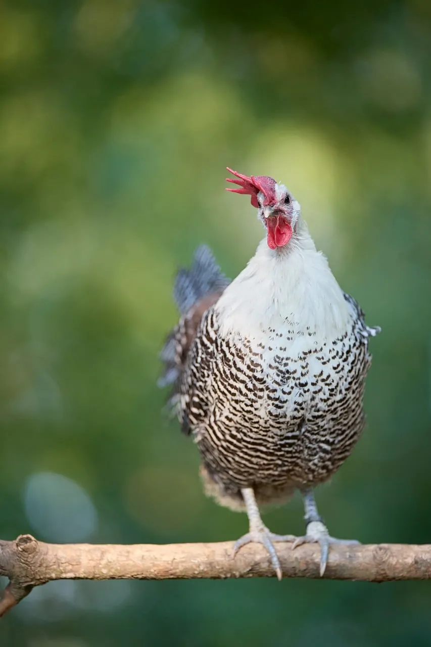 Vibrant Crowing Chicken Perched in Nature's Embrace