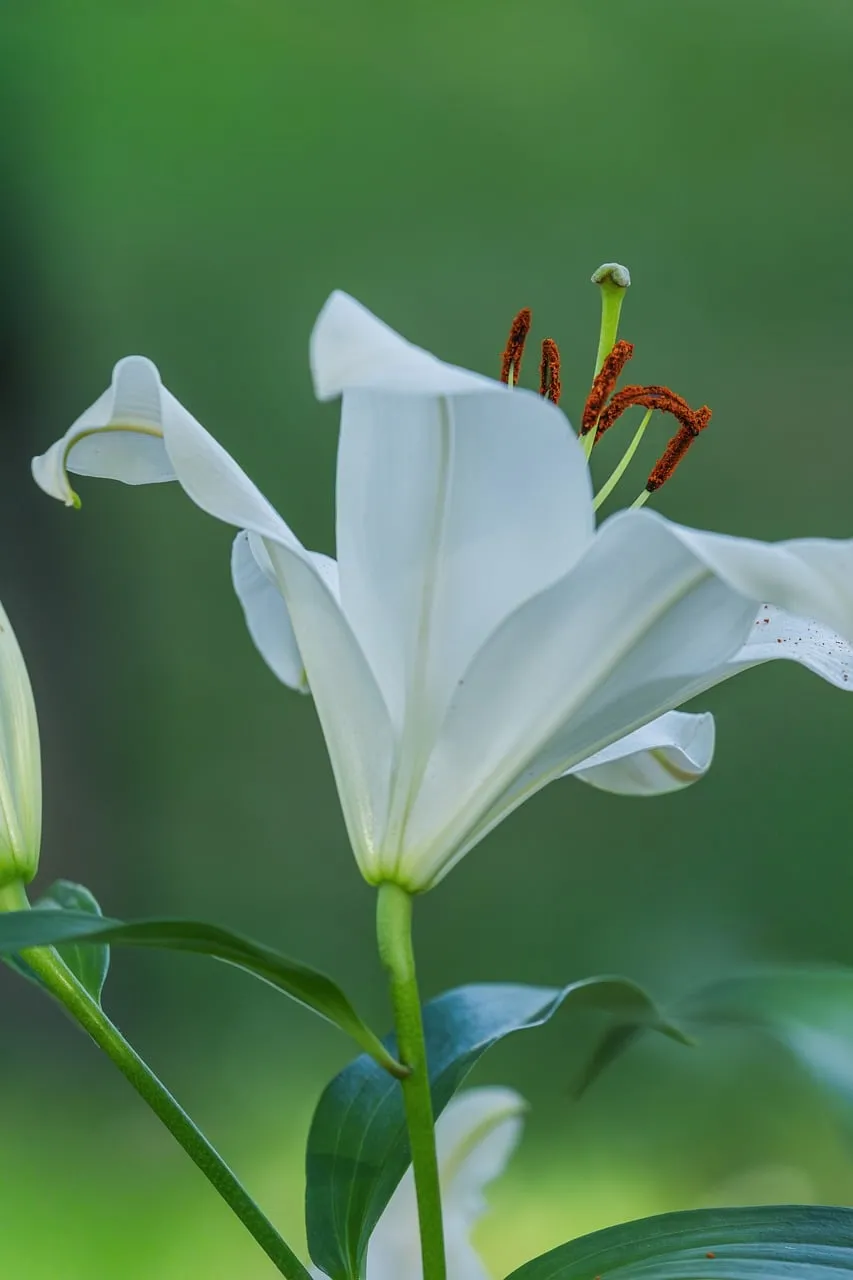 Stunning White Lily: A Macro Vision of Natural Beauty