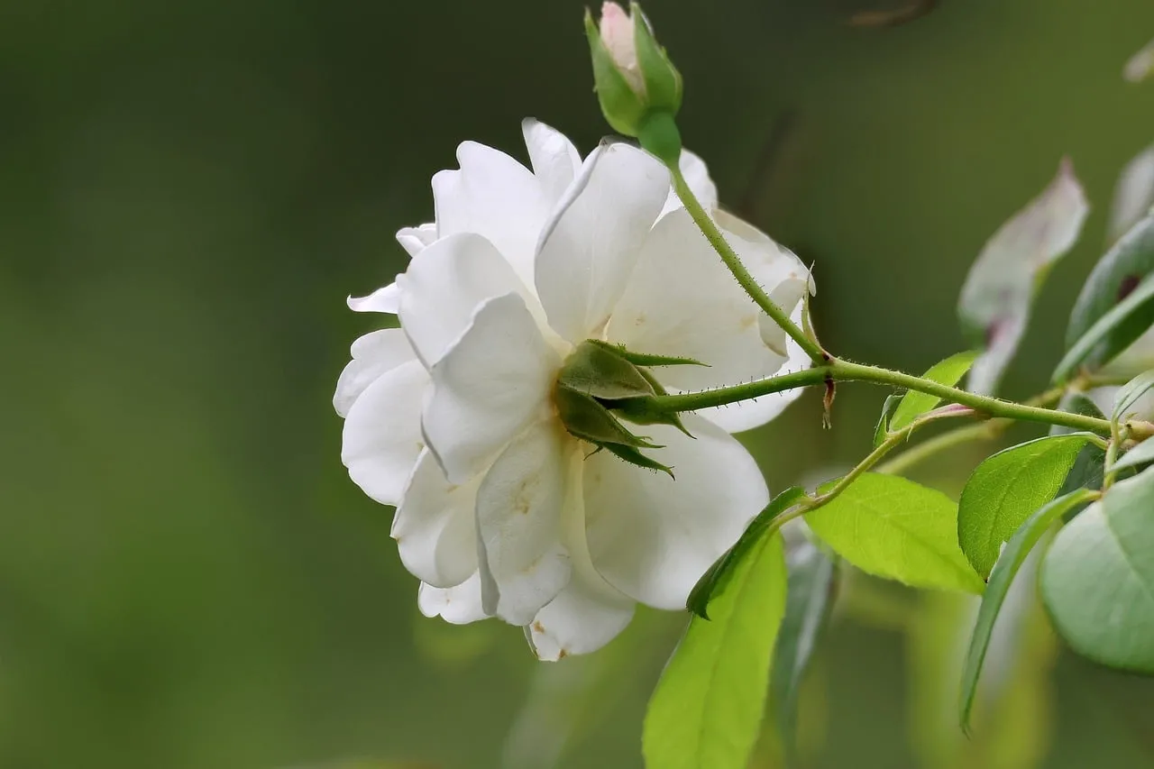 Stunning White Rose: A Symbol of Pure Beauty in Spring