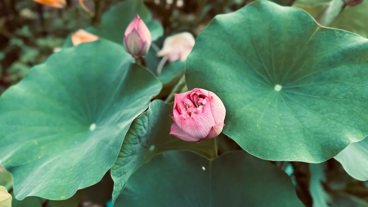 Vibrant Bowl Lotus Buds Amidst Lush Greenery