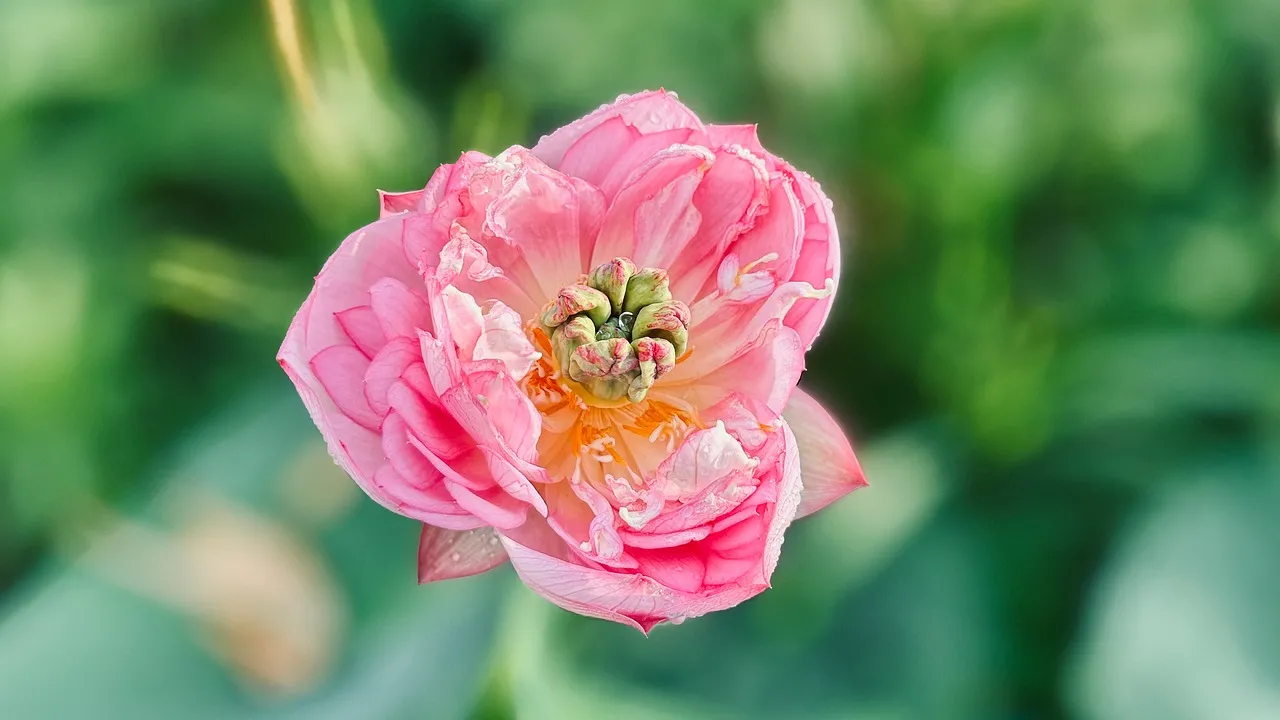Exquisite Pink Bowl Lotus Blossom: A Summer Dream