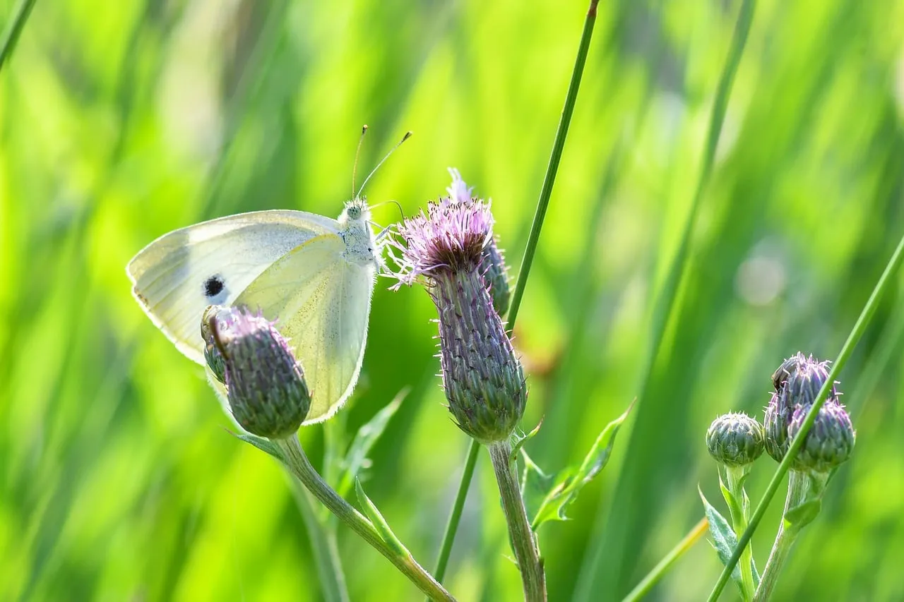 Delicate Butterfly on Thistle: A Spring Macro Delight