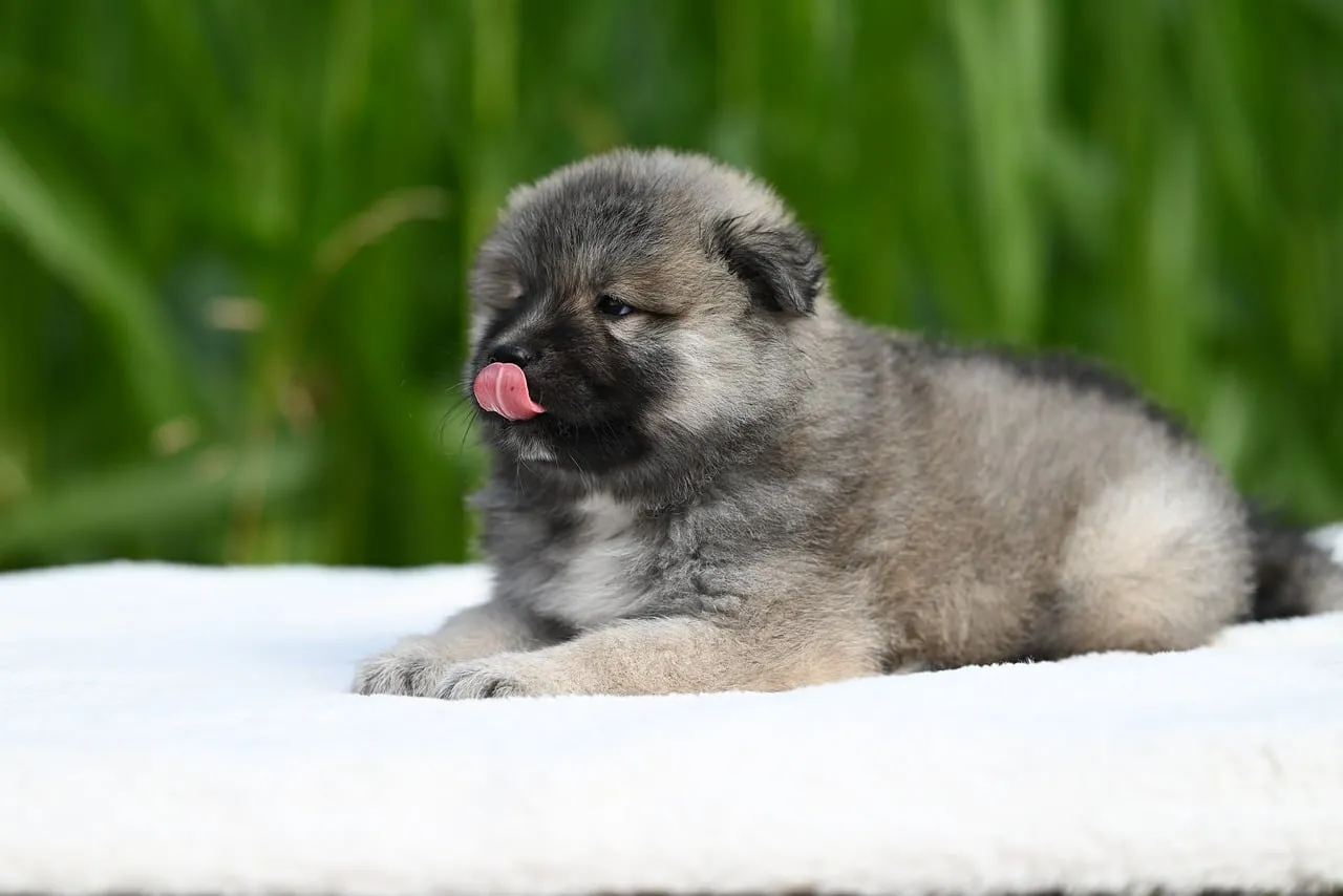 Adorable Eurasier Puppy Licking on White Blanket