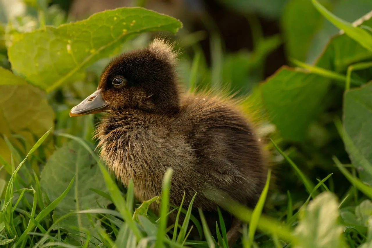 Adorable Fluffy Duckling: Spring's Sweetest New Arrival