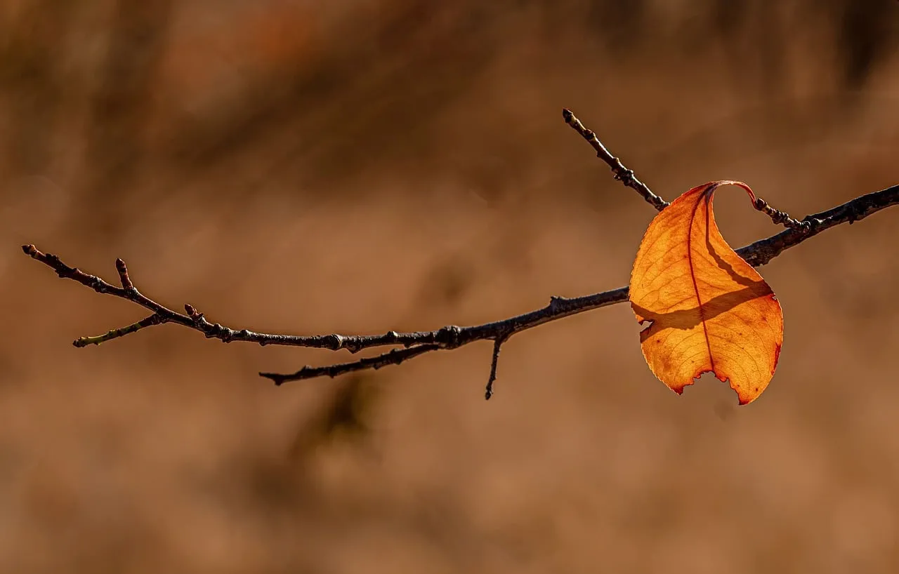 Vibrant Autumn's Last Stand: A Golden Leaf's Farewell