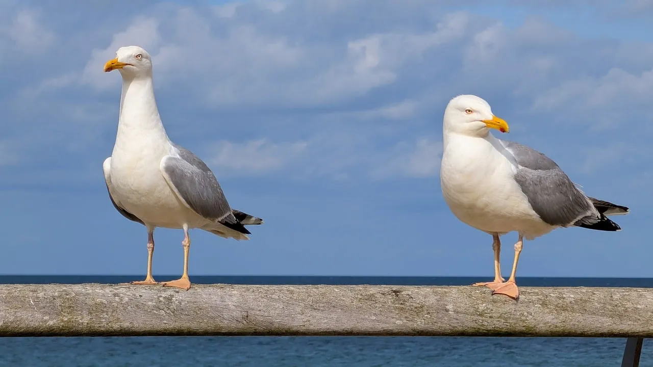 Graceful Gulls: Coastal Birds Against the Baltic Sea Sky