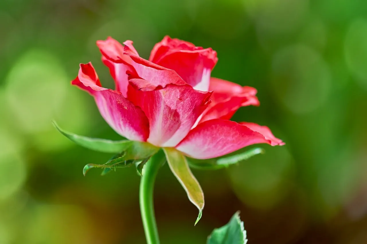 Vibrant Coral Rose: Delicate Bloom in Soft Light