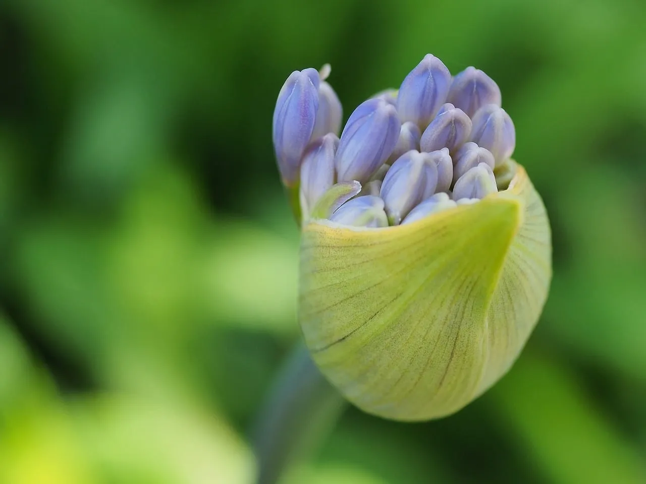 Enchanting Agapanthus Bud: Nature's Unfurling Purple Wonder