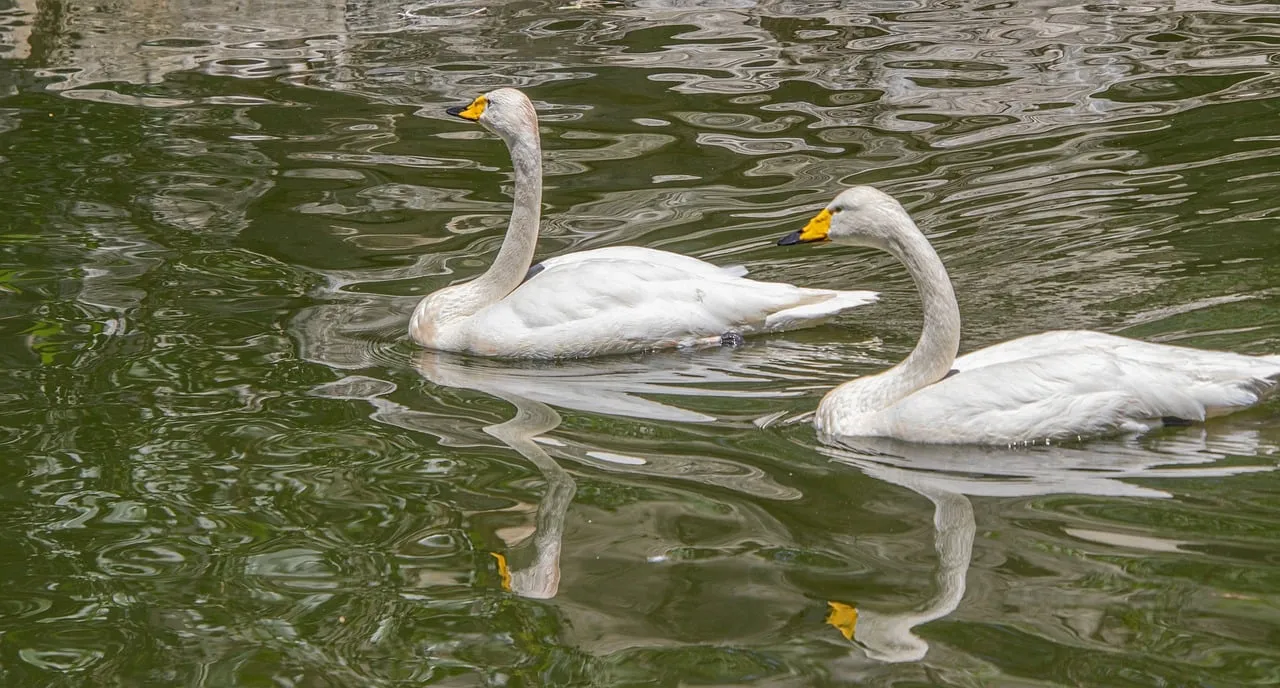 Elegant Swans Gracefully Glide on Tranquil Waters