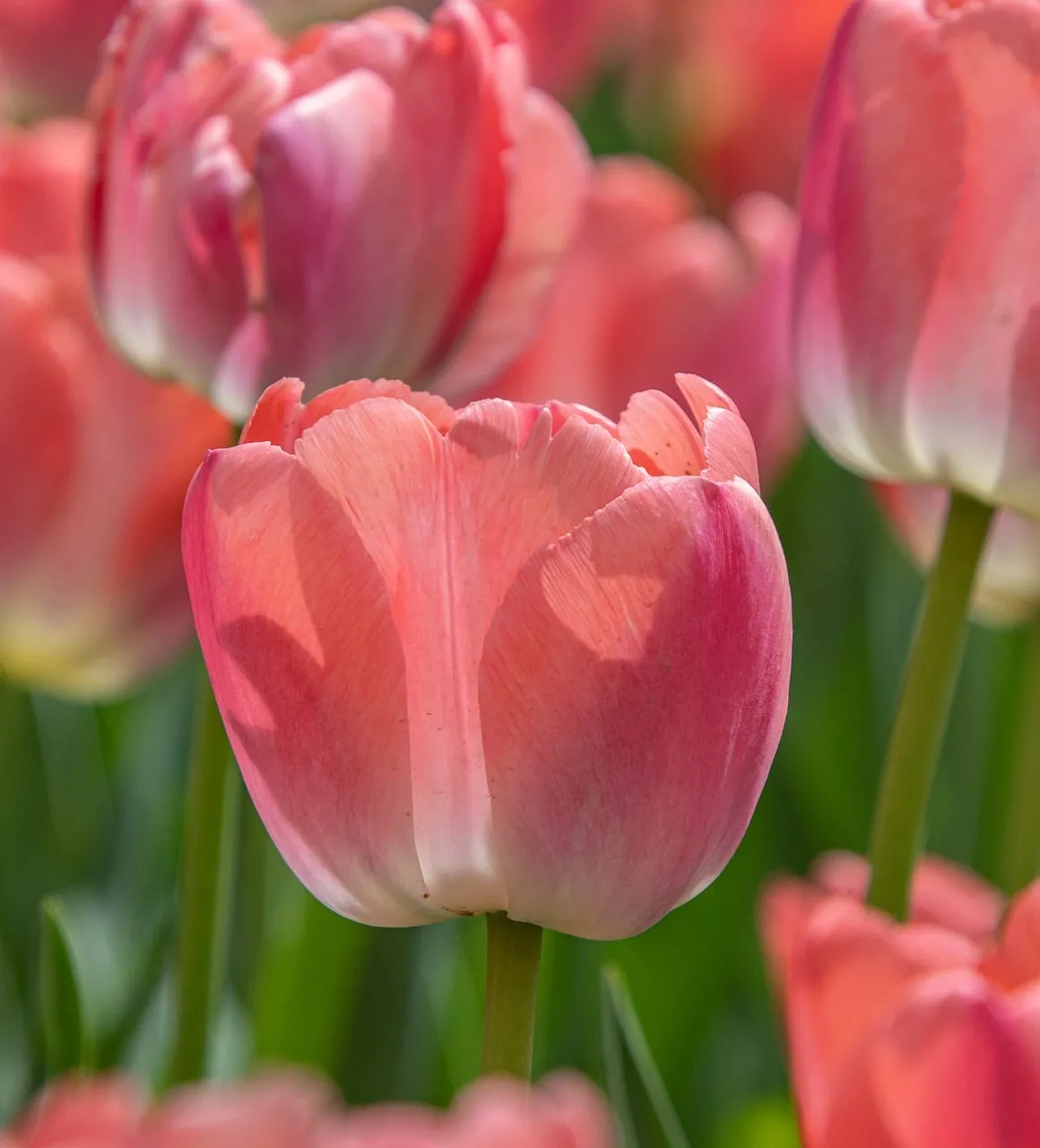 Vibrant Pink Tulips: Spring's Blooming Beauty