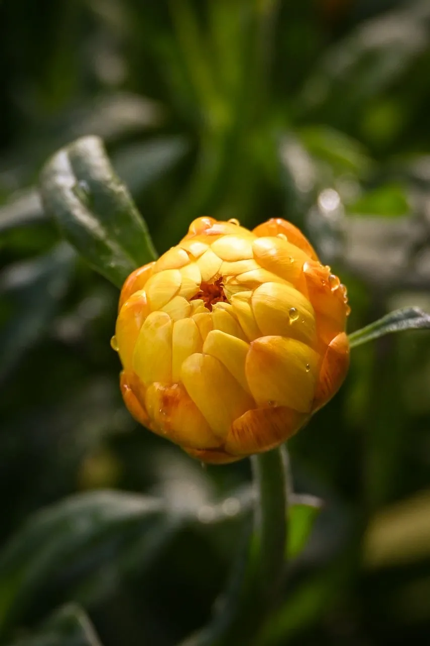 Vibrant Yellow Flower Bud Adorned with Morning Dew