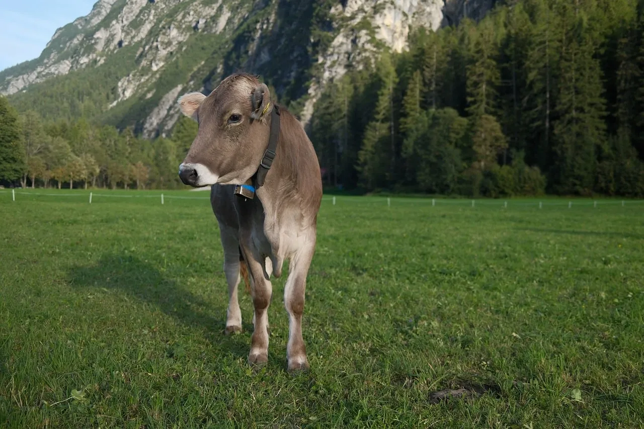 Serene Alpine Cow Grazing in Lush Summer Pasture