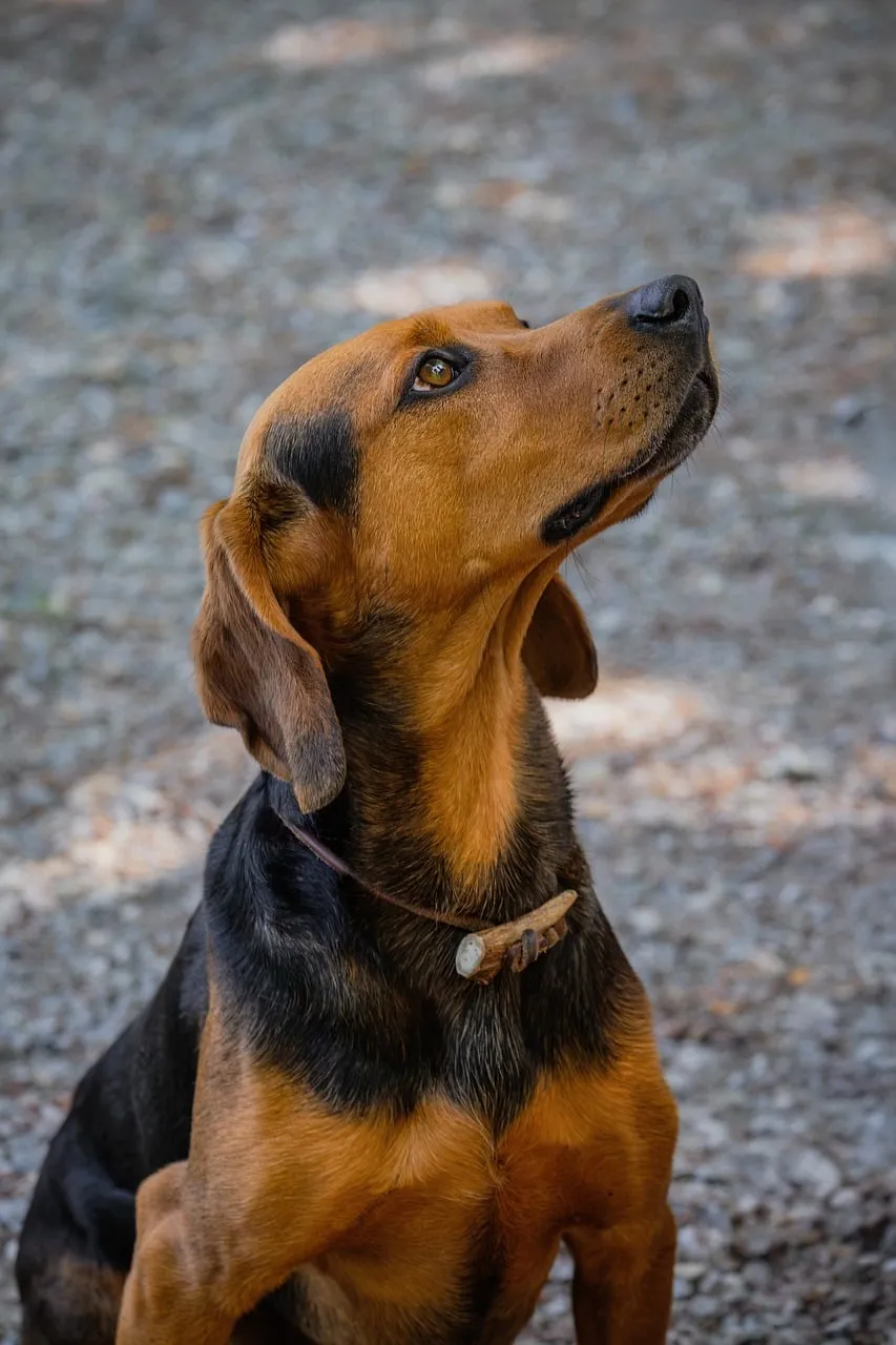 Majestic Tyrolean Hound: A Loyal Hunter's Intense Gaze