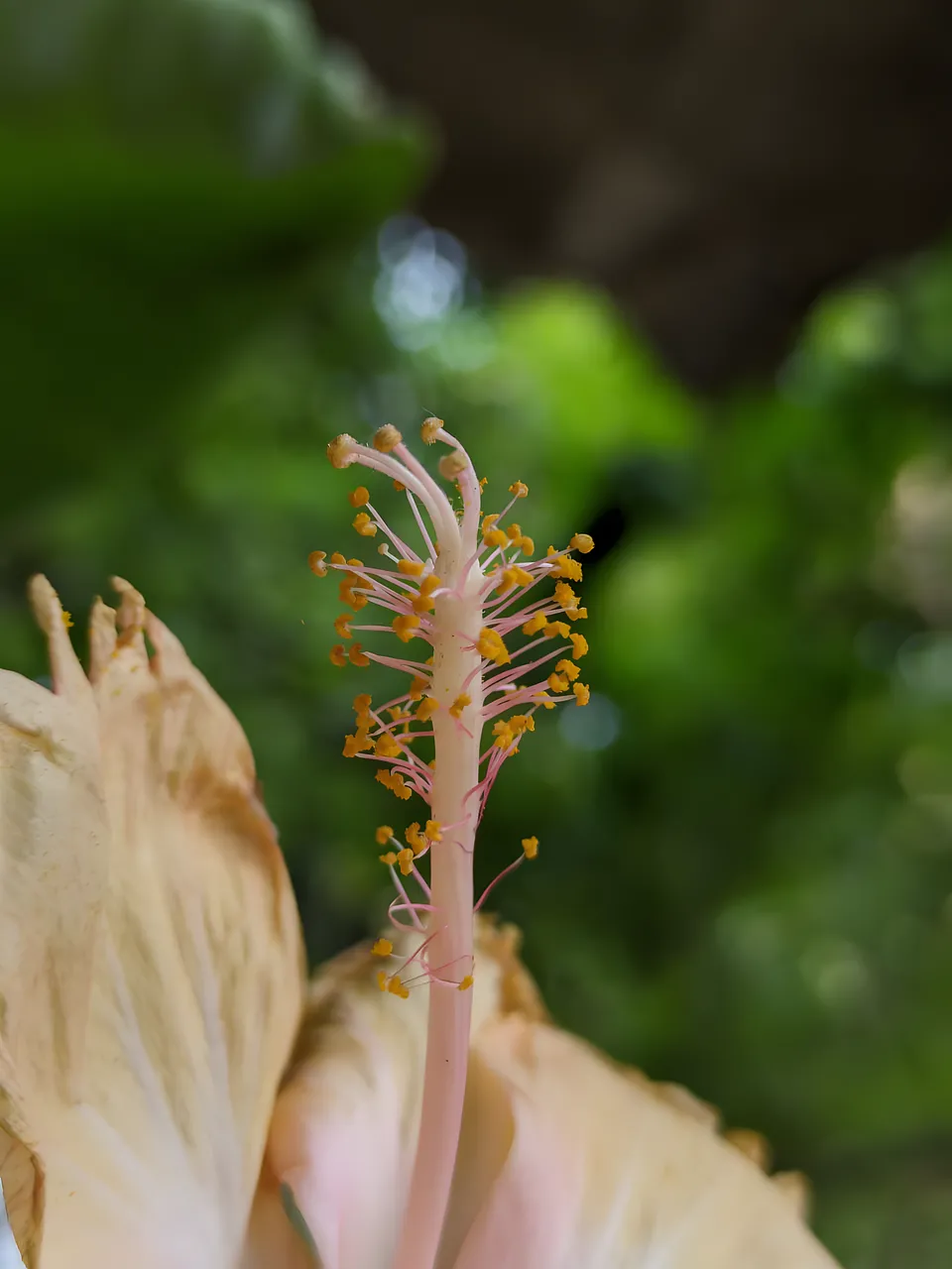 Stunning Macro: Delicate Hibiscus Stamen in Nature's Embrace