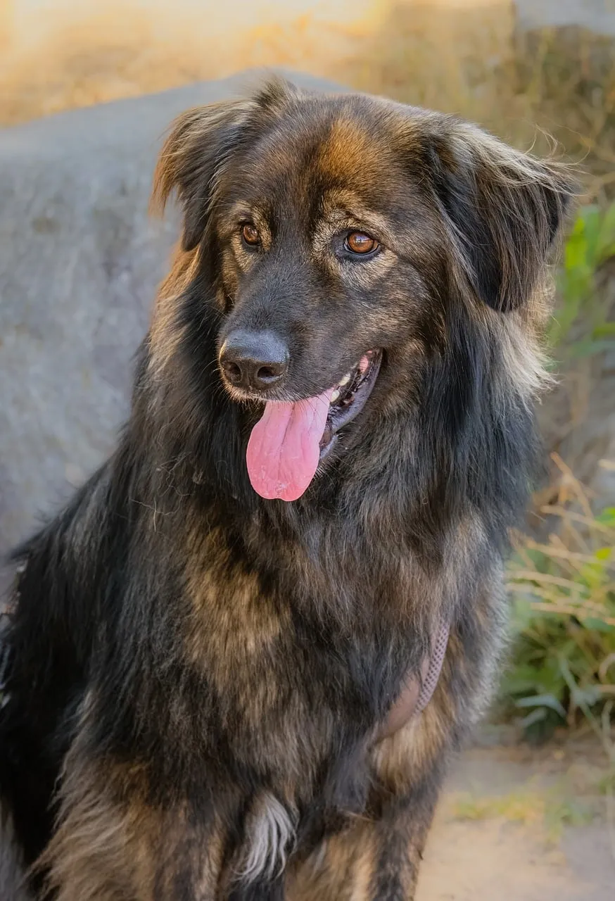 Captivating Brindle Dog: A Playful Companion in Nature's Embrace