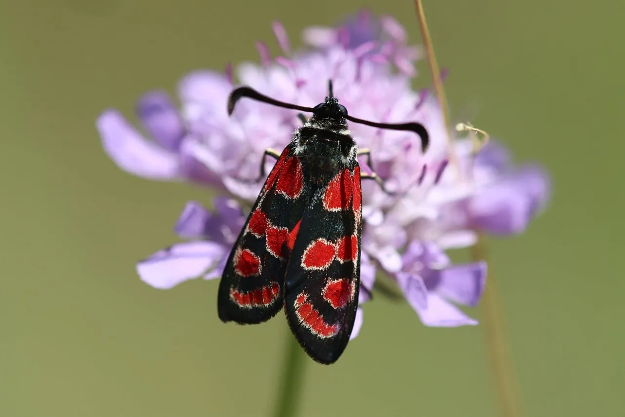 Vivid Burnet Moth on Purple Scabious Flower