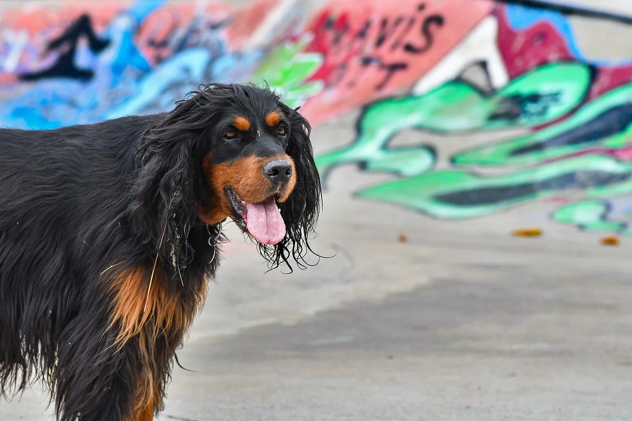 Vibrant Gordon Setter Posing Against Urban Graffiti
