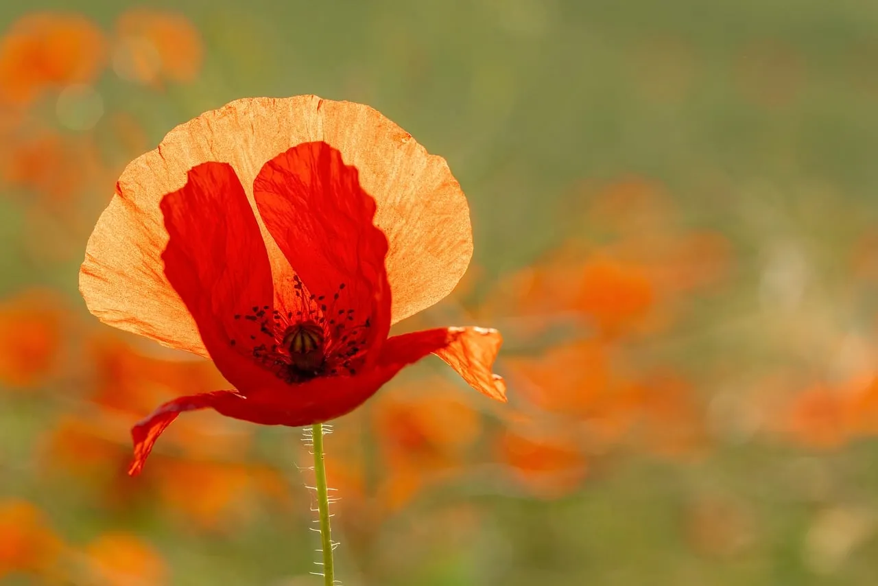 Vibrant Poppy Bloom: A Close-Up of Nature's Fiery Beauty