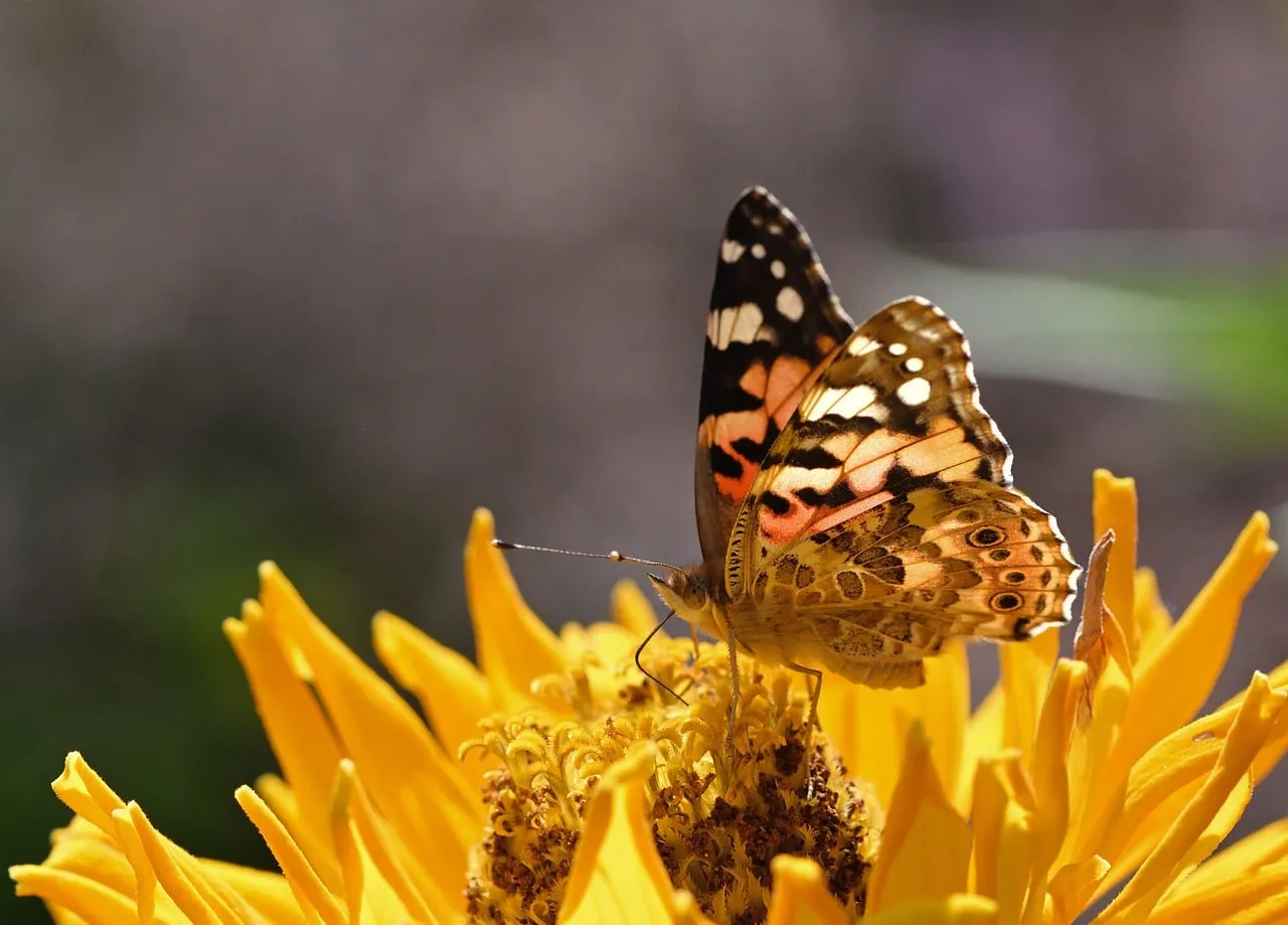Vibrant Zinnia: Butterfly's Golden Perch
