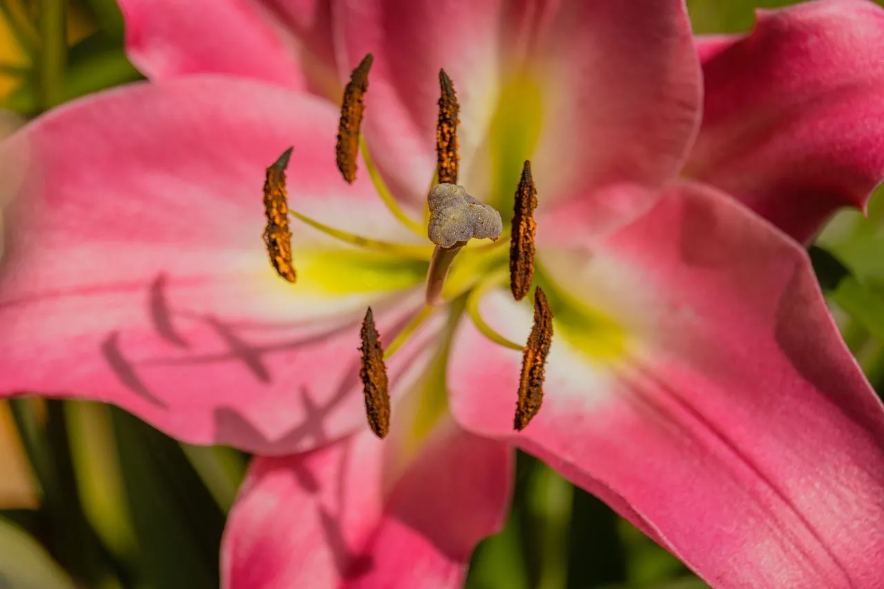 Vibrant Pink Lily: Nature's Delicate Macro Beauty