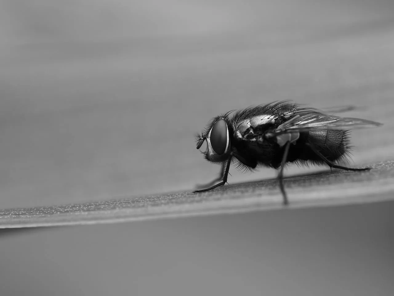Stunning Monochrome Macro: Fly on Leaf, Nature's Tiny Wonder
