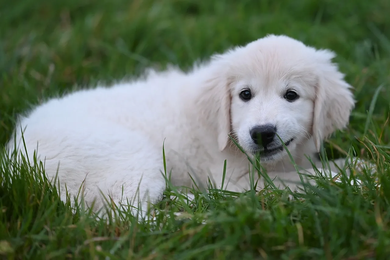 Adorable Golden Retriever Puppy Resting in Green Grass