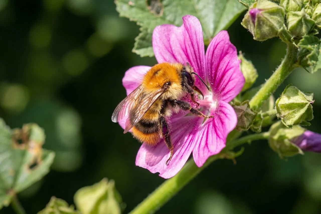 Vibrant Bumblebee Pollinating a Mallow Flower in Summer