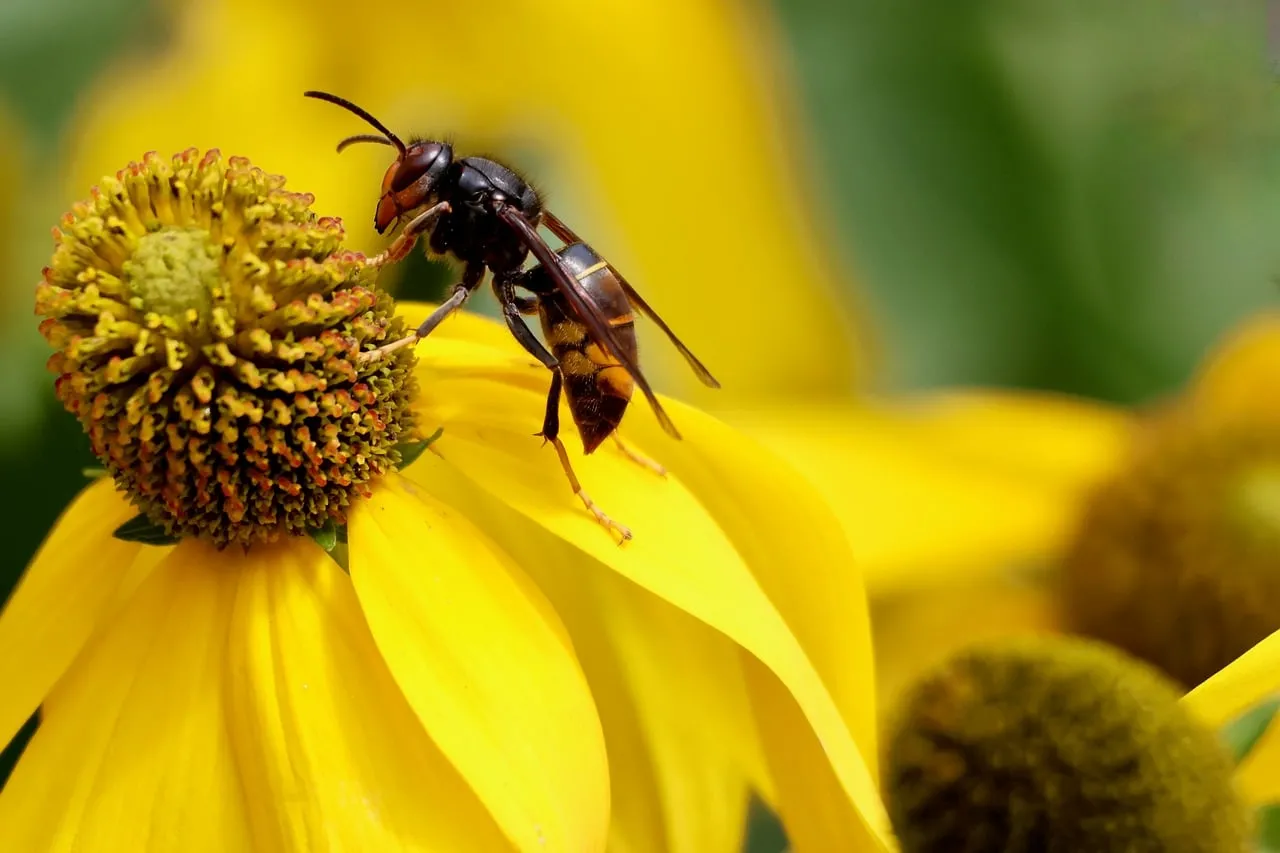 Macro Marvel: Asian Hornet on Vibrant Yellow Coneflower