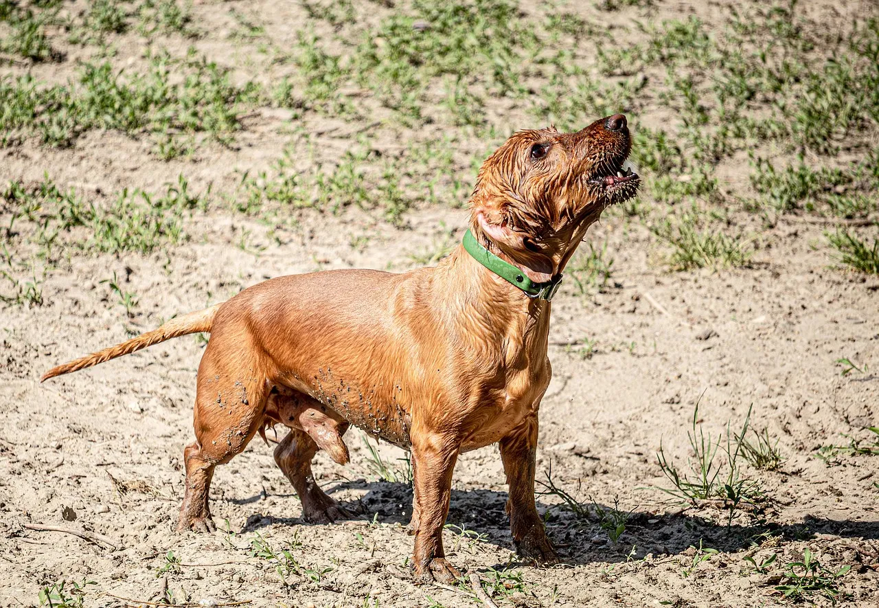 Joyful Wet Puppy Barking in Sun-Drenched Park