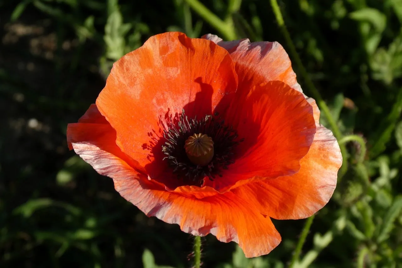 Vibrant Red Poppy: A Summer's Blooming Delight