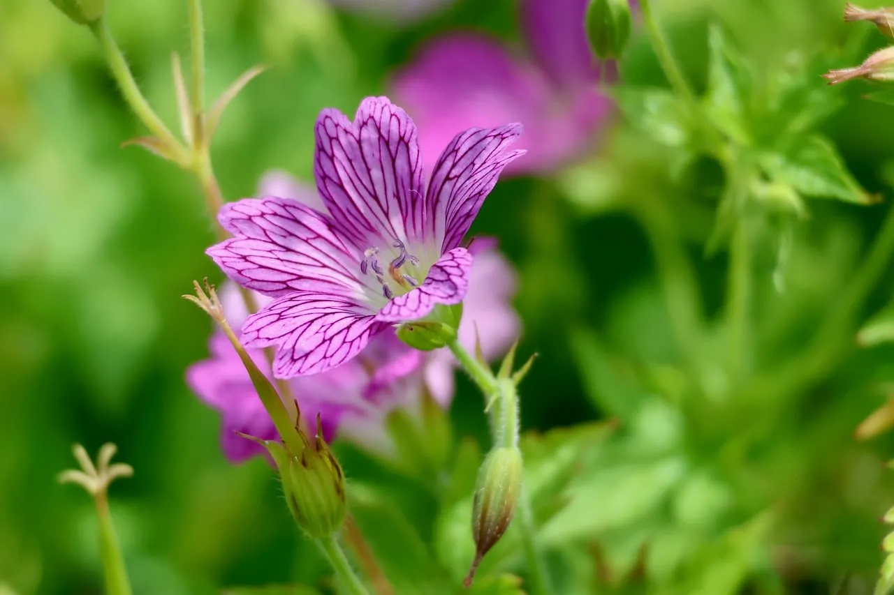 Vibrant Pink Geranium: Nature's Delicate Macro Bloom
