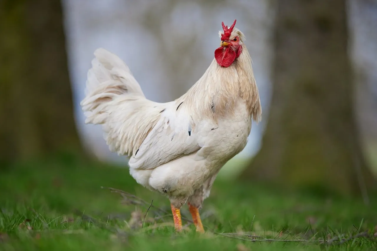 Majestic White Rooster Gracing Lush Green Farm Grass