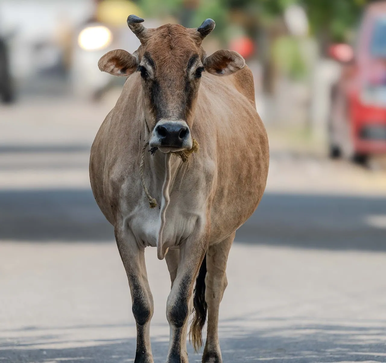 Urban Encounter: Resilient Cow Navigates City Streets