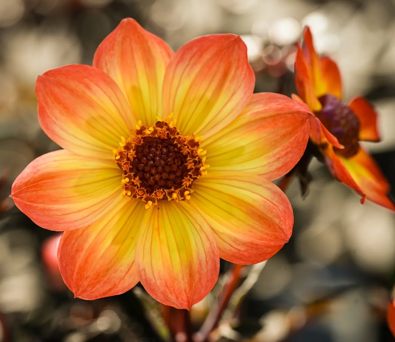 Vibrant Autumn Dahlia: A Close-up of Nature's Beauty
