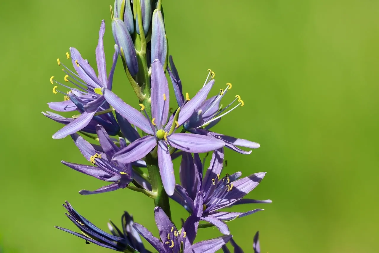 Vibrant Purple Camassia: Nature's Delicate Prairie Blossom