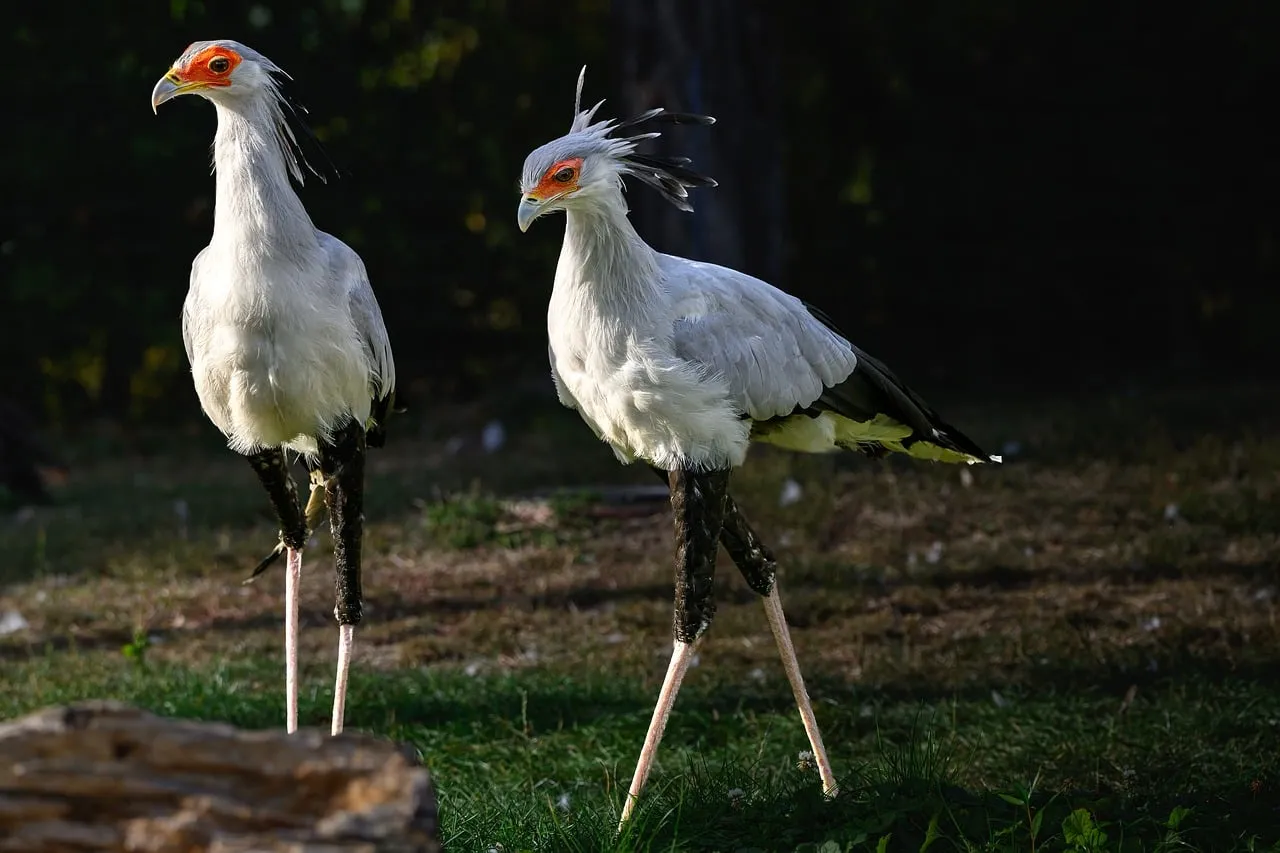 Majestic Secretarybirds: African Predators in Daylight