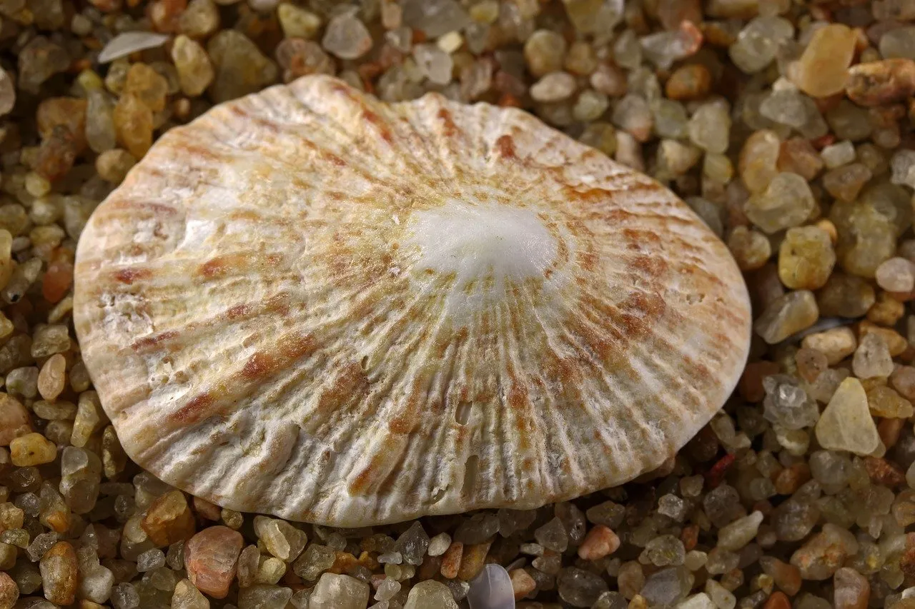 Intricate Limpet Shell: A Coastal Treasure on Golden Sand