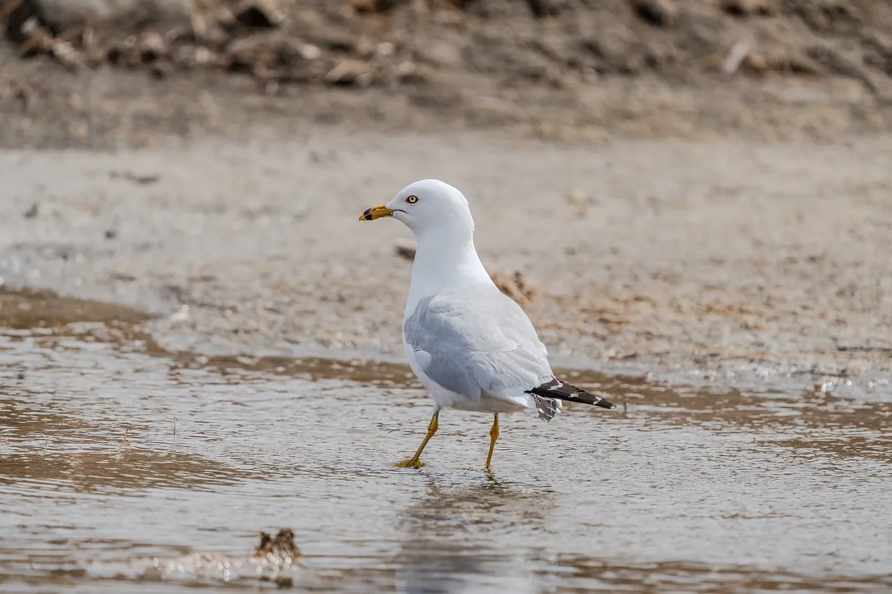 Vibrant Ring-Billed Gull Foraging in Coastal Waters